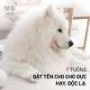 Tuyển chọn Tên Hay Cho Chó Đực: Độc Đáo, Ý Nghĩa và Dễ Nhớ Năm 2026