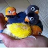Vẹt Lovebird Giá Bao Nhiêu? Cập Nhật Giá Mới Nhất 2026
