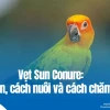 Vẹt Sun Conure Giá Bao Nhiêu? Cẩm Nang Chi Tiết Năm 2026