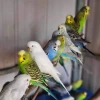 Vẹt Yến Phụng Vẻ Đẹp Sinh Động và Cách Nuôi Dưỡng Chuẩn