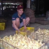 Vịt con ăn gì để lớn nhanh và khỏe mạnh?