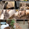 Comprehensive guide to enrichment activities for indoor rabbits in 2026