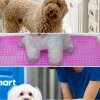 Hướng dẫn cách dạy chó Poodle đi vệ sinh đúng chỗ hiệu quả nhất 2026