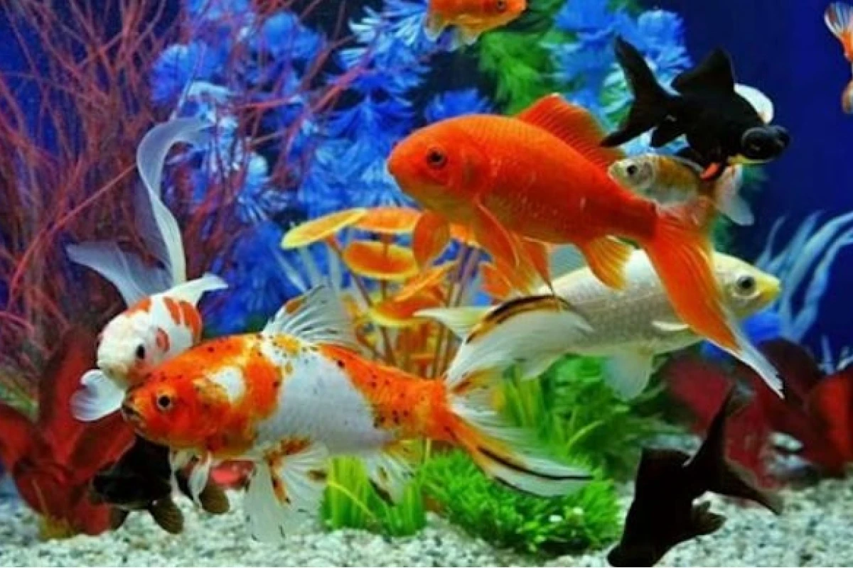Bí quyết giữ nước hồ cá luôn trong veo: 7 cách hiệu quả bạn cần biết