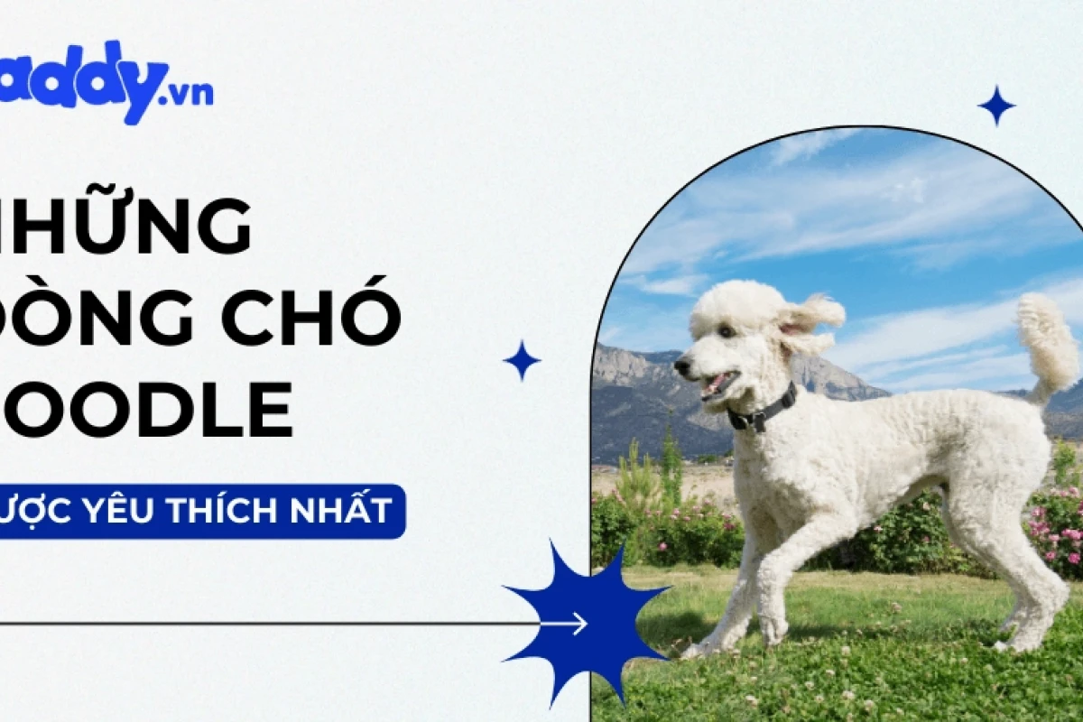 Chó Poodle Tiny đặc điểm ngoại hình tính cách và kinh nghiệm chăm sóc 2026