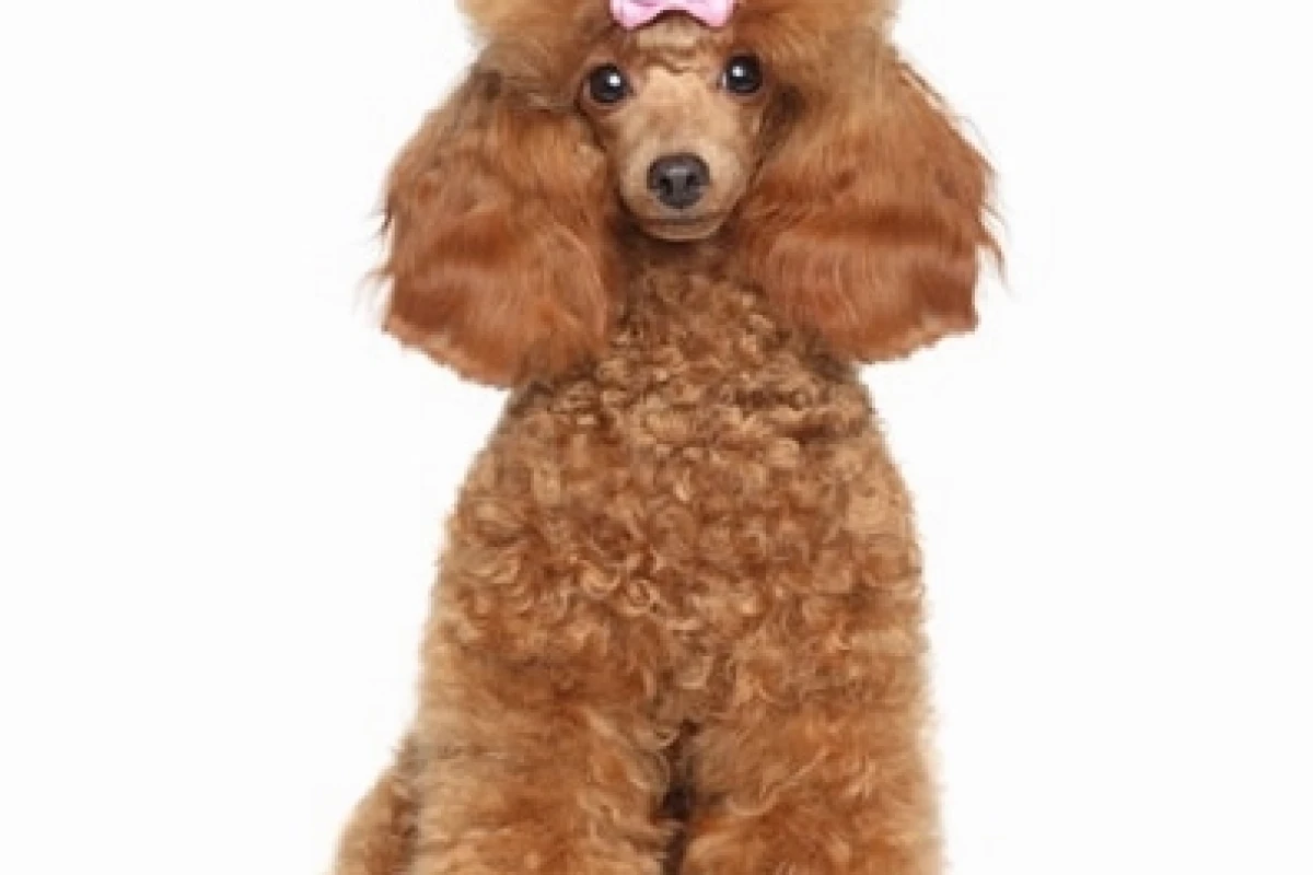 Chó Poodle Trắng: Cẩm Nang Toàn Diện Từ A-Z cho Người Nuôi 2026