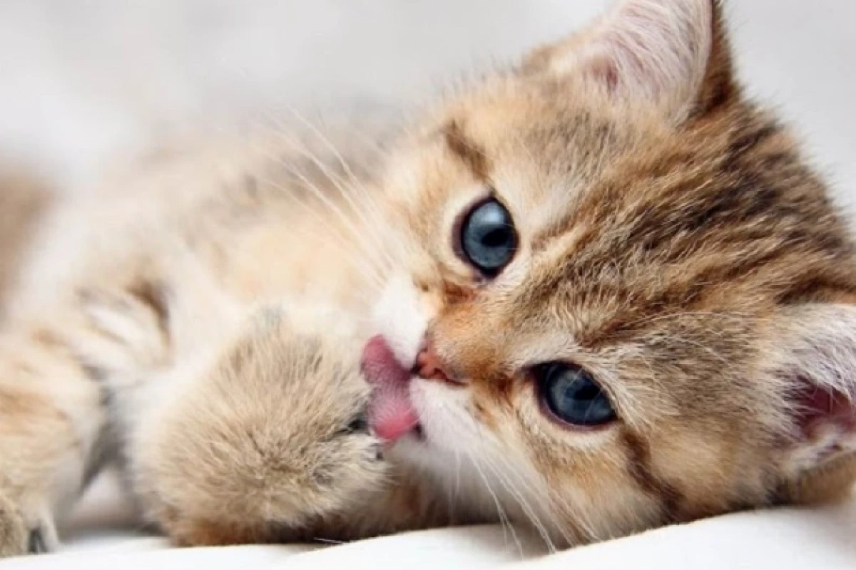 Giải mã đôi chân mèo những điều bạn chưa biết