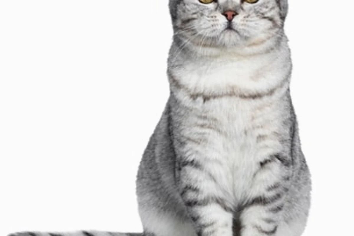 Mèo Anh Tai Cụp Scottish Fold Bí Ẩn và Cuốn Hút
