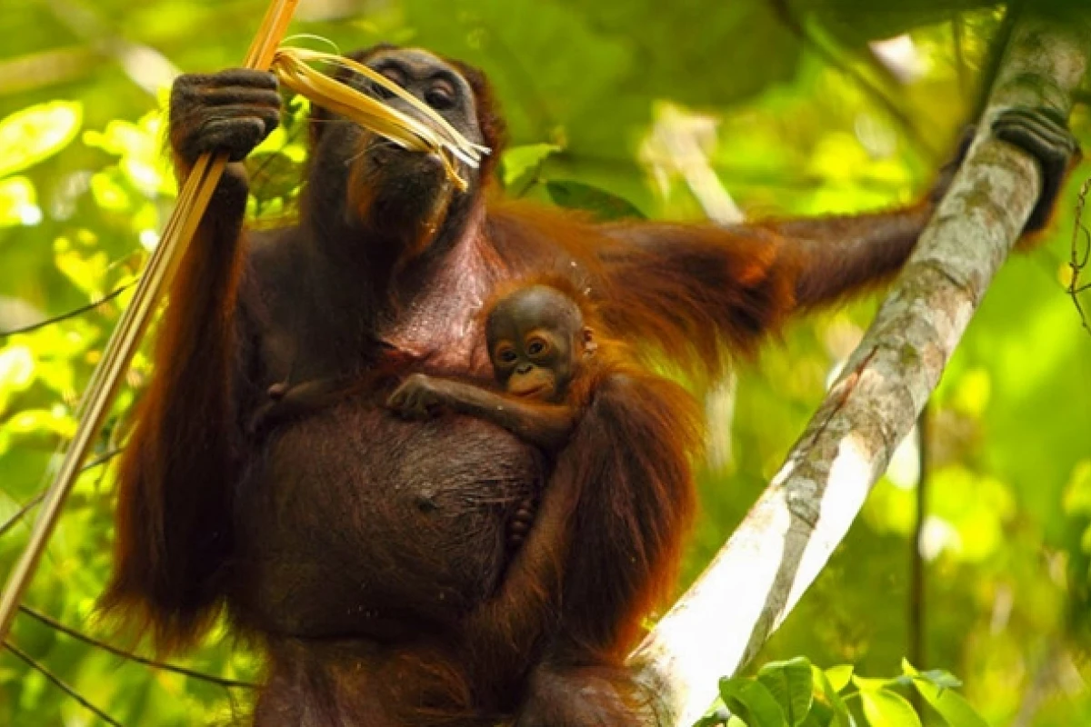 Orangutan: Sinh học, Bảo tồn và Ý nghĩa môi trường