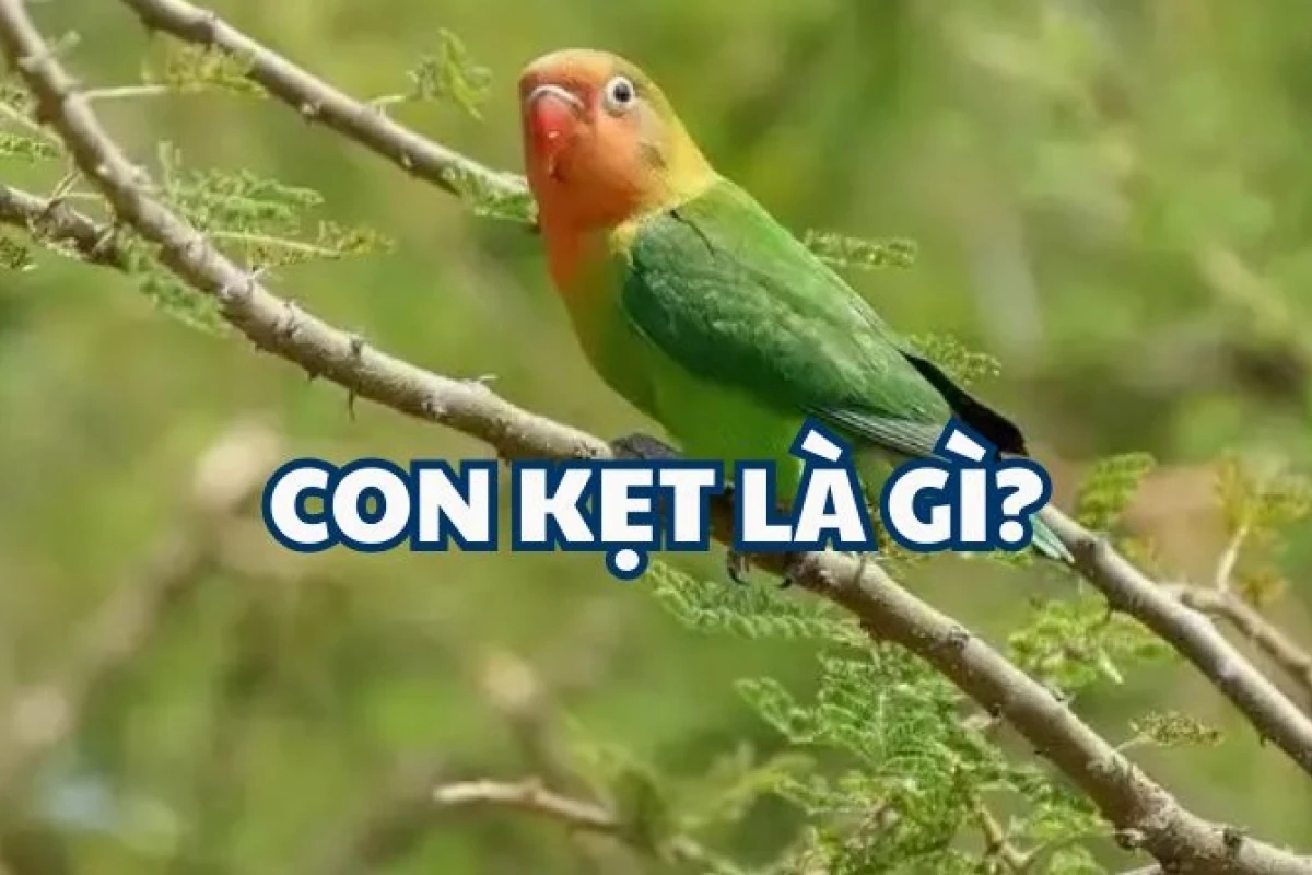 Phân biệt Két và Vẹt: Hướng dẫn chi tiết cho người mới bắt đầu