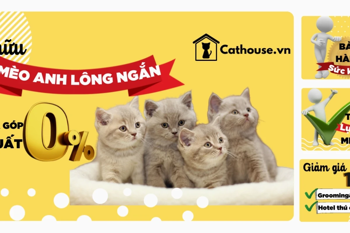 Tư vấn toàn diện về shop mèo cảnh uy tín và kinh nghiệm chọn mua