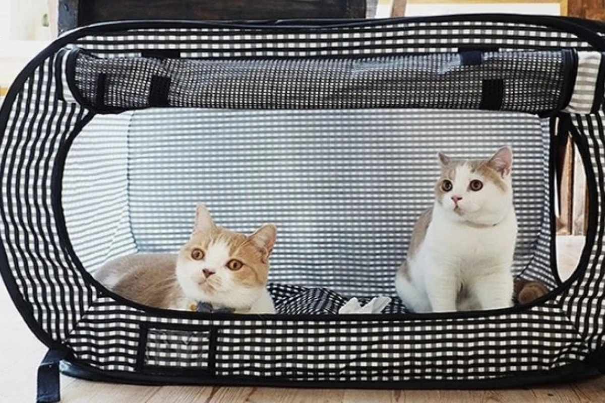 Túi Đựng Thú Cưng: Hướng Dẫn Chọn Lựa và Sử Dụng Hiệu Quả