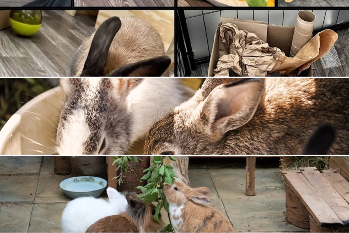 Comprehensive guide to enrichment activities for indoor rabbits in 2026