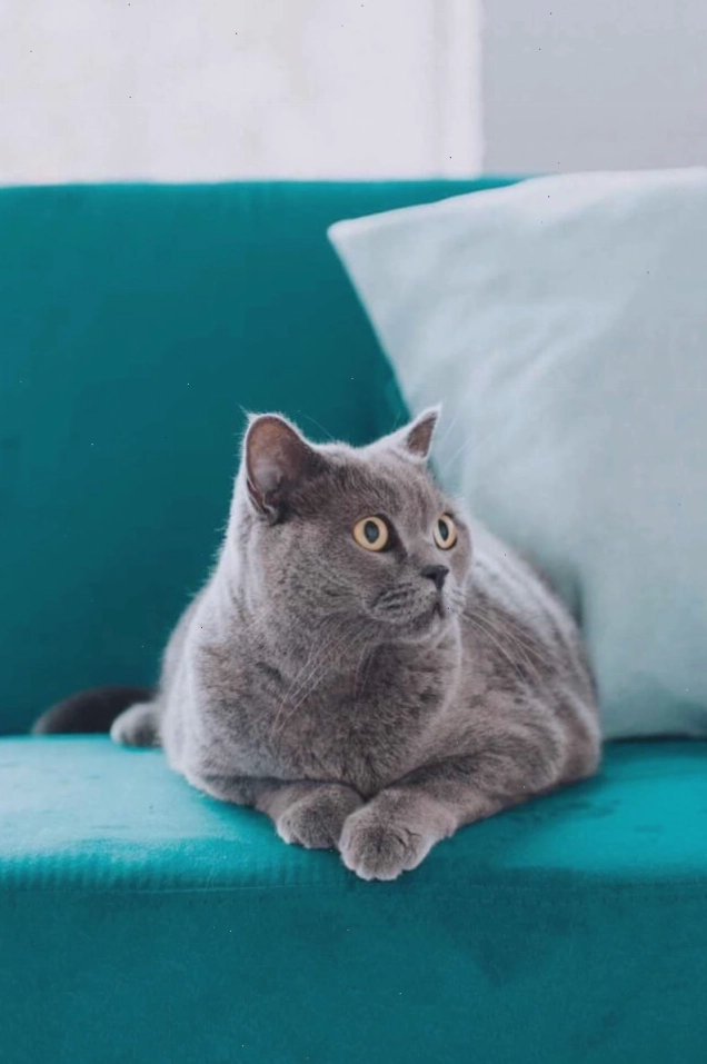 12 Cách làm sạch lông thú cưng trên ghế sofa hiệu quả nhất