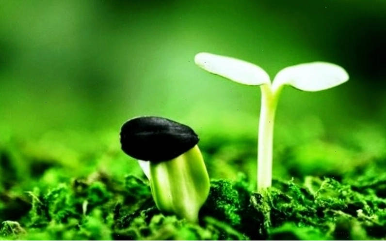 Ảnh avatar đen trắng nghệ thuật, tạo chiều sâu
