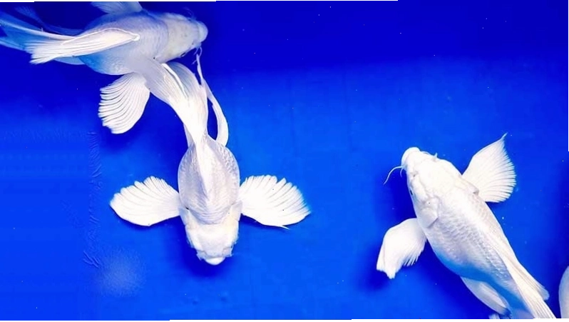 Ảnh cá chép cảnh đuôi dài màu trắng trang trí bể thủy sinh
