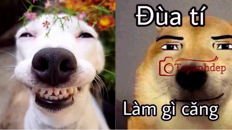 Ảnh chó hài chế với phong cách độc đáo
