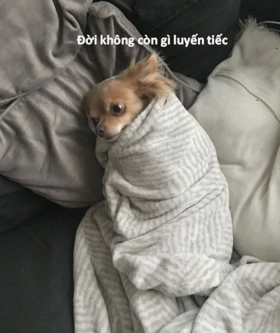 Ảnh meme chó bất lực