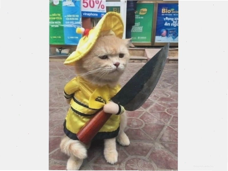 Ảnh meme mèo độc đáo