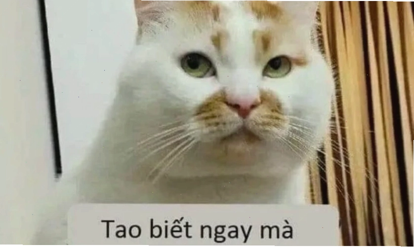 Ảnh meme mèo hài hước với đôi mắt to tròn
