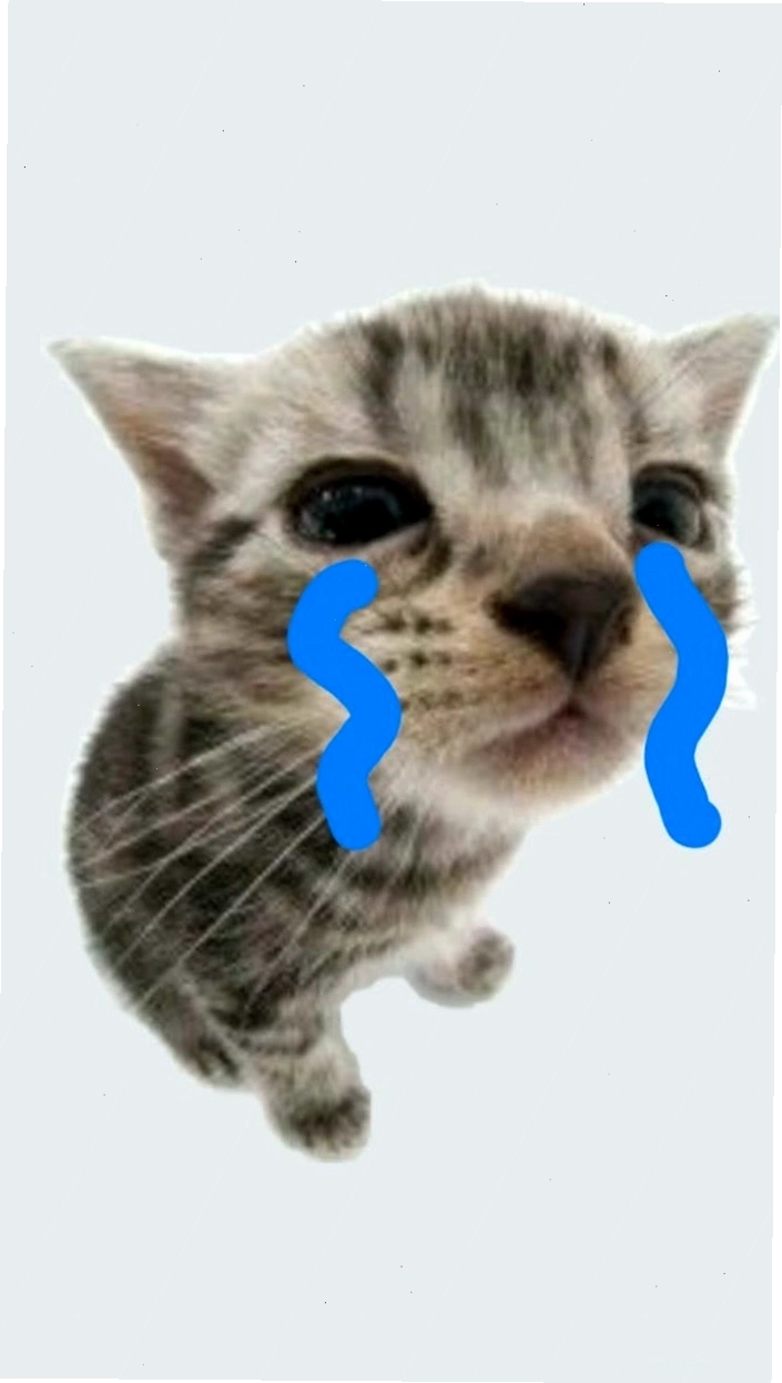 Ảnh meme mèo khóc