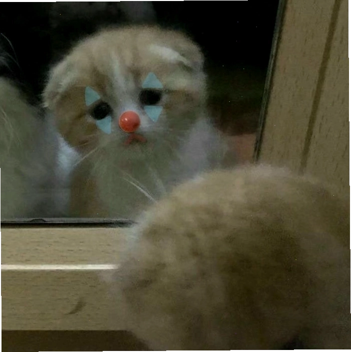 Ảnh meme mèo khóc biểu cảm upset