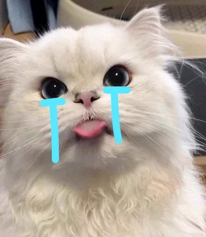 Ảnh meme mèo khóc buồn