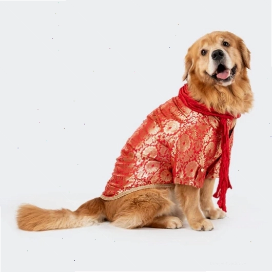 Áo kurta Brocade Shahi Paw tùy chỉnh màu đỏ cho chó