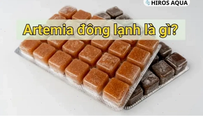 Artemia đông lạnh là nguồn thức ăn giàu dinh dưỡng cho cá cờ
