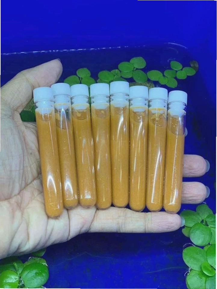 Artemia đông lạnh - nguồn thức ăn tốt cho cá bảy màu