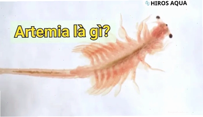 Artemia là một trong những loại thức ăn ưa thích của cá cờ