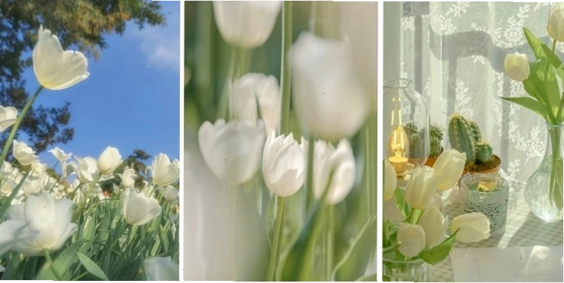 Avatar hoa tulip trắng tinh khôi, mang lại cảm giác bình yên