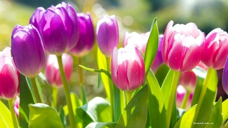 Avatar hoa tulip với ánh sáng dịu nhẹ tạo cảm giác thư thái