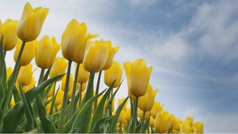 Avatar hoa tulip xanh dương độc đáo và ý nghĩa