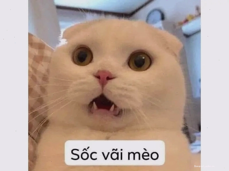 Avatar meme mèo cute với đôi mắt tròn xoe