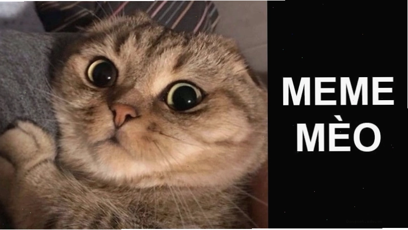 Avatar meme mèo đáng yêu
