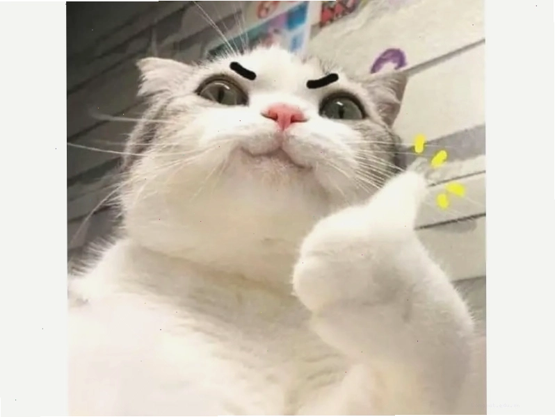 Avatar meme mèo độc đáo