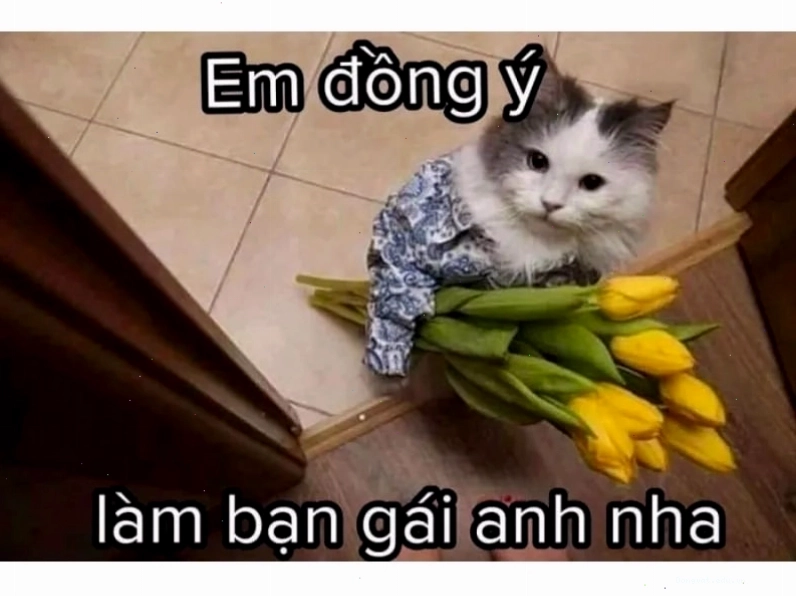 Avatar meme mèo hài hước