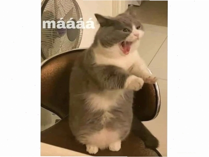Avatar mèo hài hước
