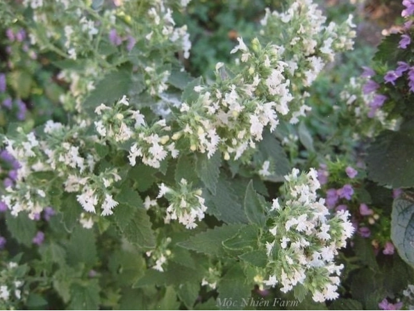 Bạc hà mèo (Catnip) dạng khô