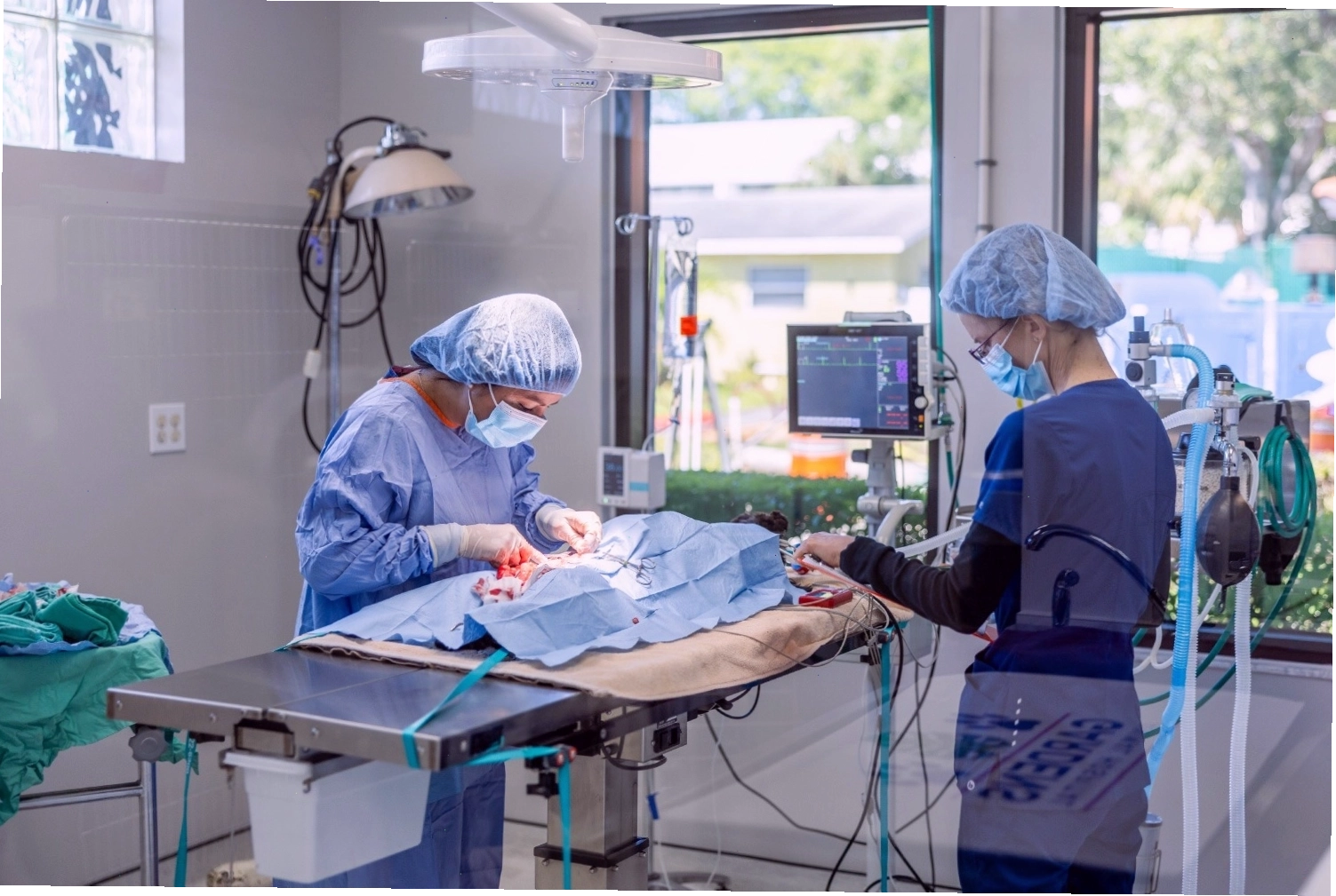 Bác sĩ thú y chuẩn bị phẫu thuật cho thú cưng