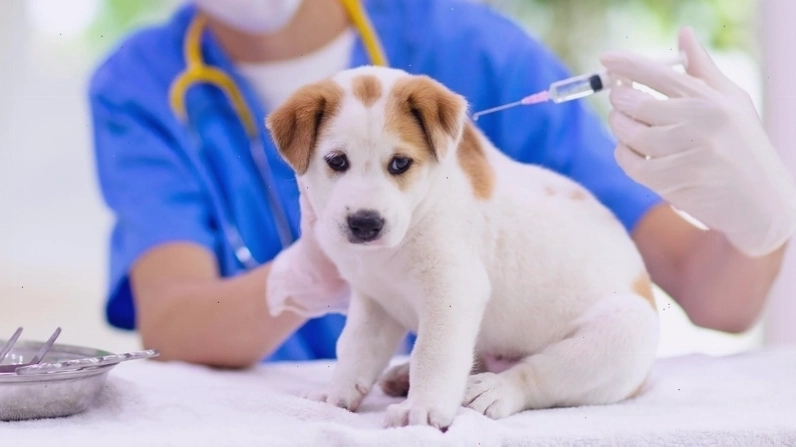 Bác sĩ thú y đang kiểm tra tình trạng sức khỏe của chó bị Parvo