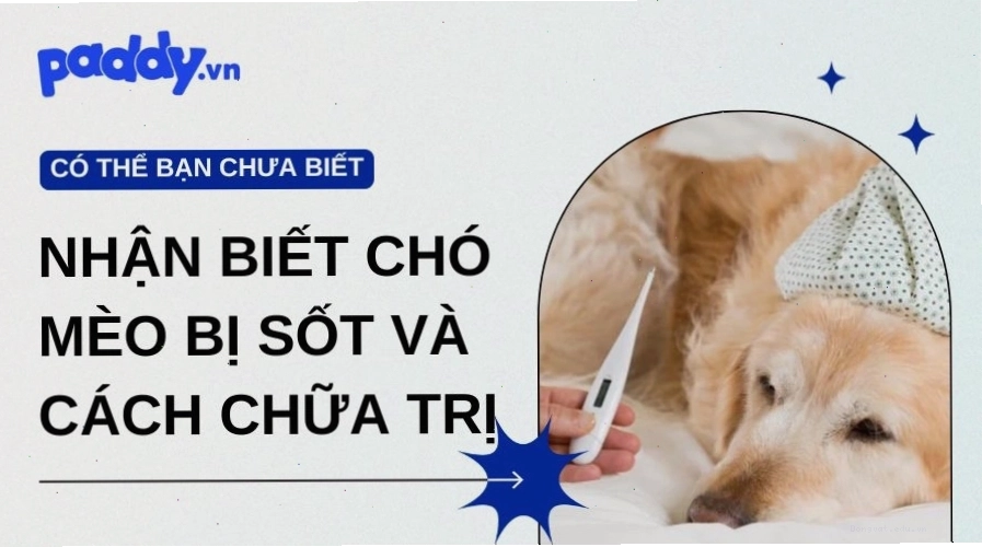 Bác sĩ thú y khám cho chó