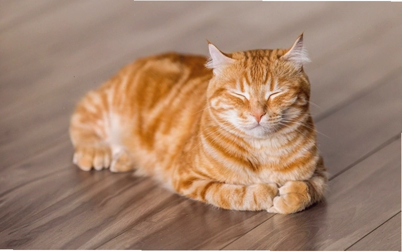 Bảng giá các loại mèo mướp