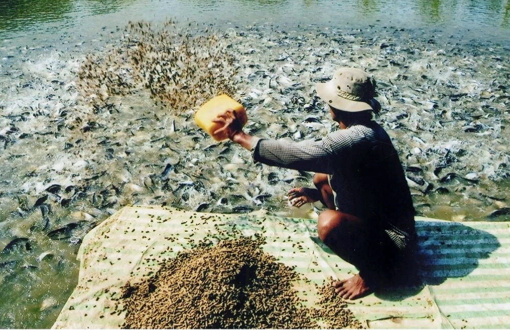Bao bì đóng gói thức ăn thủy sản đảm bảo giữ nguyên dưỡng chất