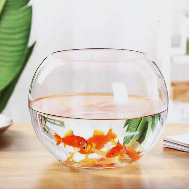 Bể cá mini bằng thủy tinh trong suốt, tôn lên vẻ đẹp của sinh vật