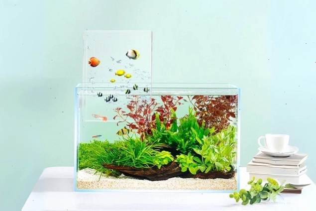 Bể cá mini có tiểu cảnh xanh mát và sinh vật khỏe mạnh