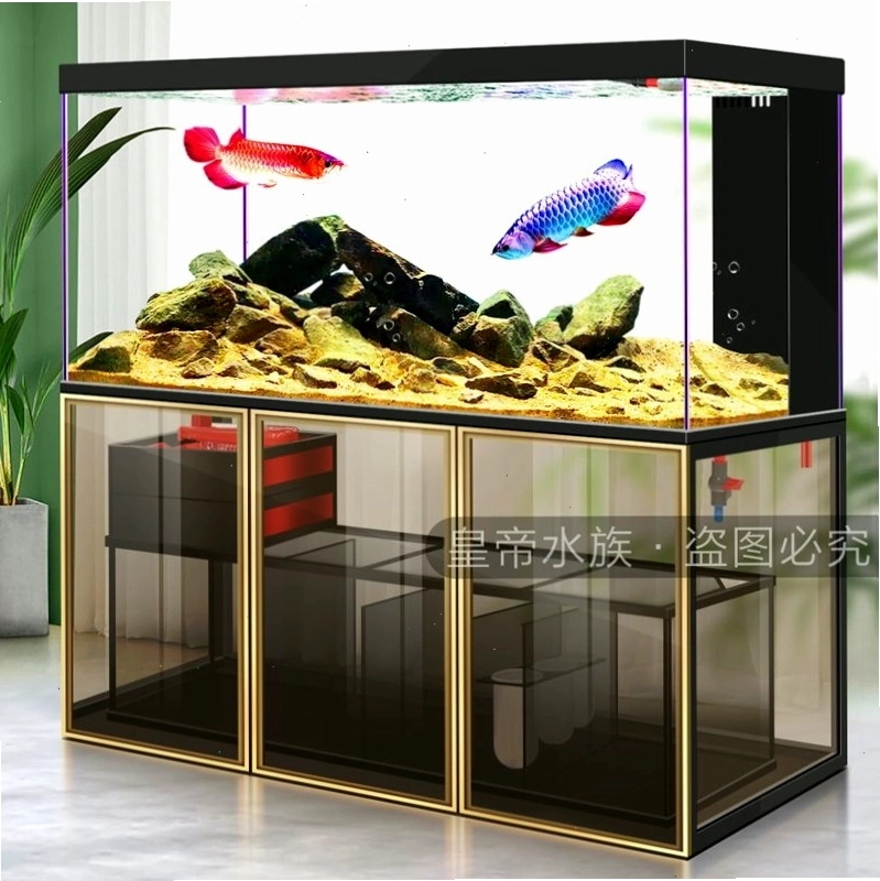 Bể cá rồng nhập khẩu đẹp BC020