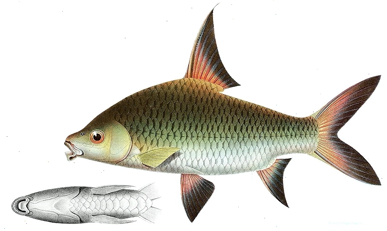 Bể cá tai tượng có cây thủy sinh
