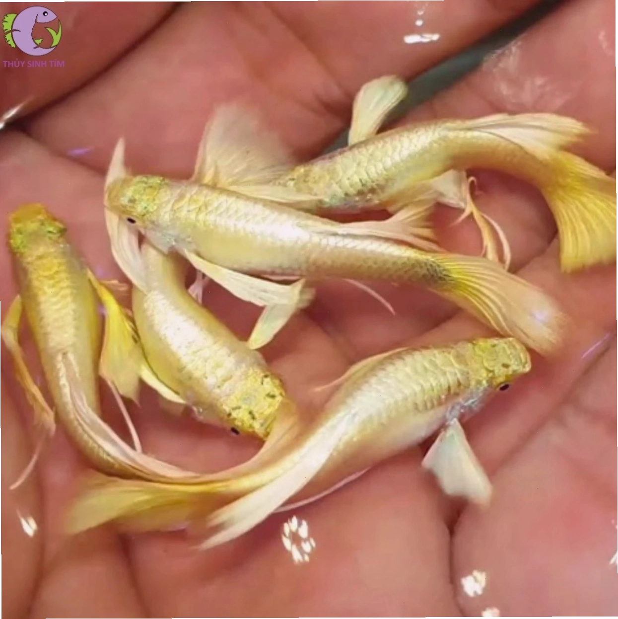 Bể nuôi cá bảy màu Full Gold được trang trí tự nhiên
